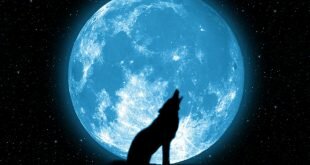 Download Wolf Howling Fantasy Wallpaper