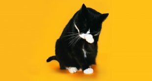 Black-and-white cat is ashamed HD Wallpapers