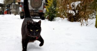 Black cat walks on the snow HD Wallpapers