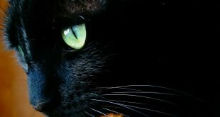 Black cat with green eyes close up HD Wallpapers