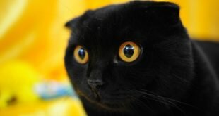 Black lop-eared cat HD Wallpapers