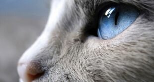Blue cat's eye HD Wallpapers
