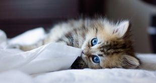 Blue-eyed kitten playing with a cloth HD Wallpapers