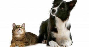 Cat and dog looking for someone HD Wallpapers