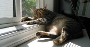 Cat asleep by the window HD Wallpapers