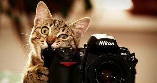 Cat chews Nikon camera HD Wallpapers