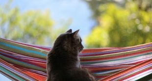 Cat dreams in a hammock HD Wallpapers