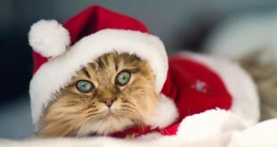 Cat dressed as Santa Claus HD Wallpapers