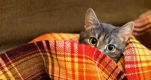 Cat hiding in a blanket HD Wallpapers