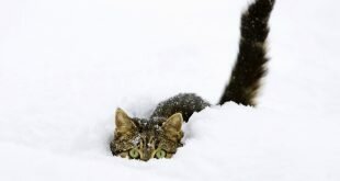 Cat hiding in snow HD Wallpapers