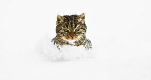 Cat in the snow HD Wallpapers