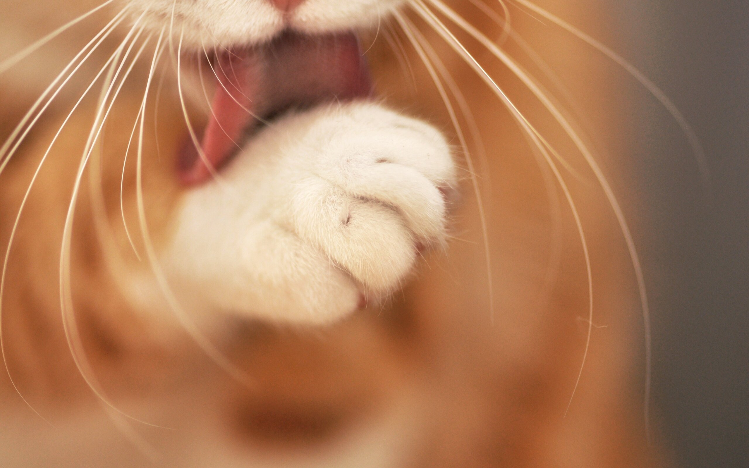 Cat licking paw HD Wallpapers photo