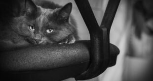 Cat lies on a chair HD Wallpapers