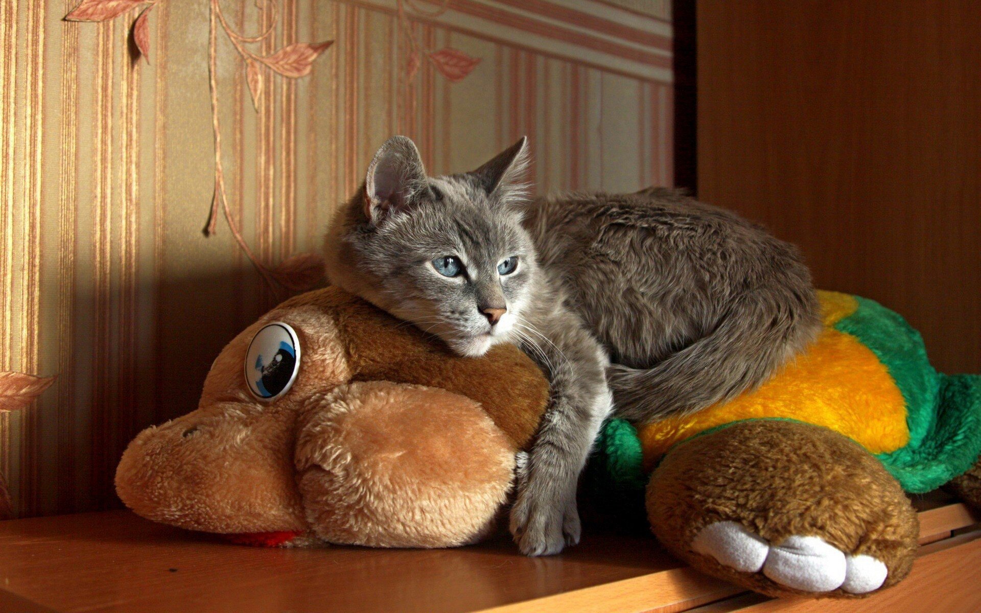 Cat lies on a soft toy HD Wallpapers photo