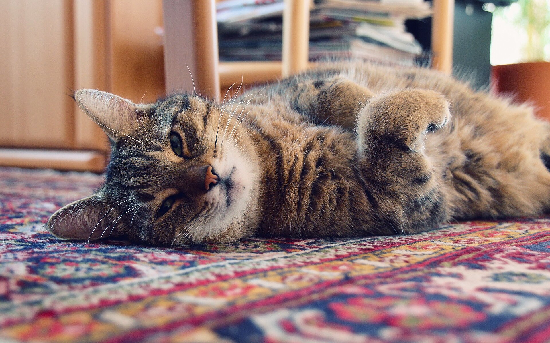 Cat lies on the carpet HD Wallpapers photo