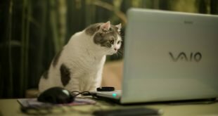 Cat looking at a laptop screen HD Wallpapers
