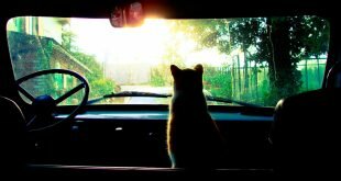 Cat looking at the car windscreen HD Wallpapers