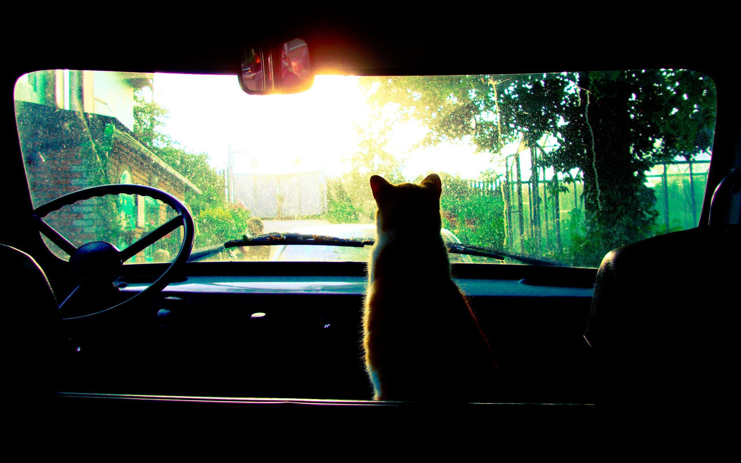 Cat looking at the car windscreen HD Wallpapers photo