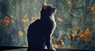 Cat looking out the window HD Wallpapers
