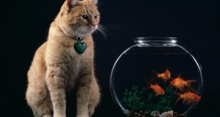 Cat looks at the fish HD Wallpapers