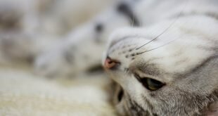 Cat luxuriates on the carpet HD Wallpapers