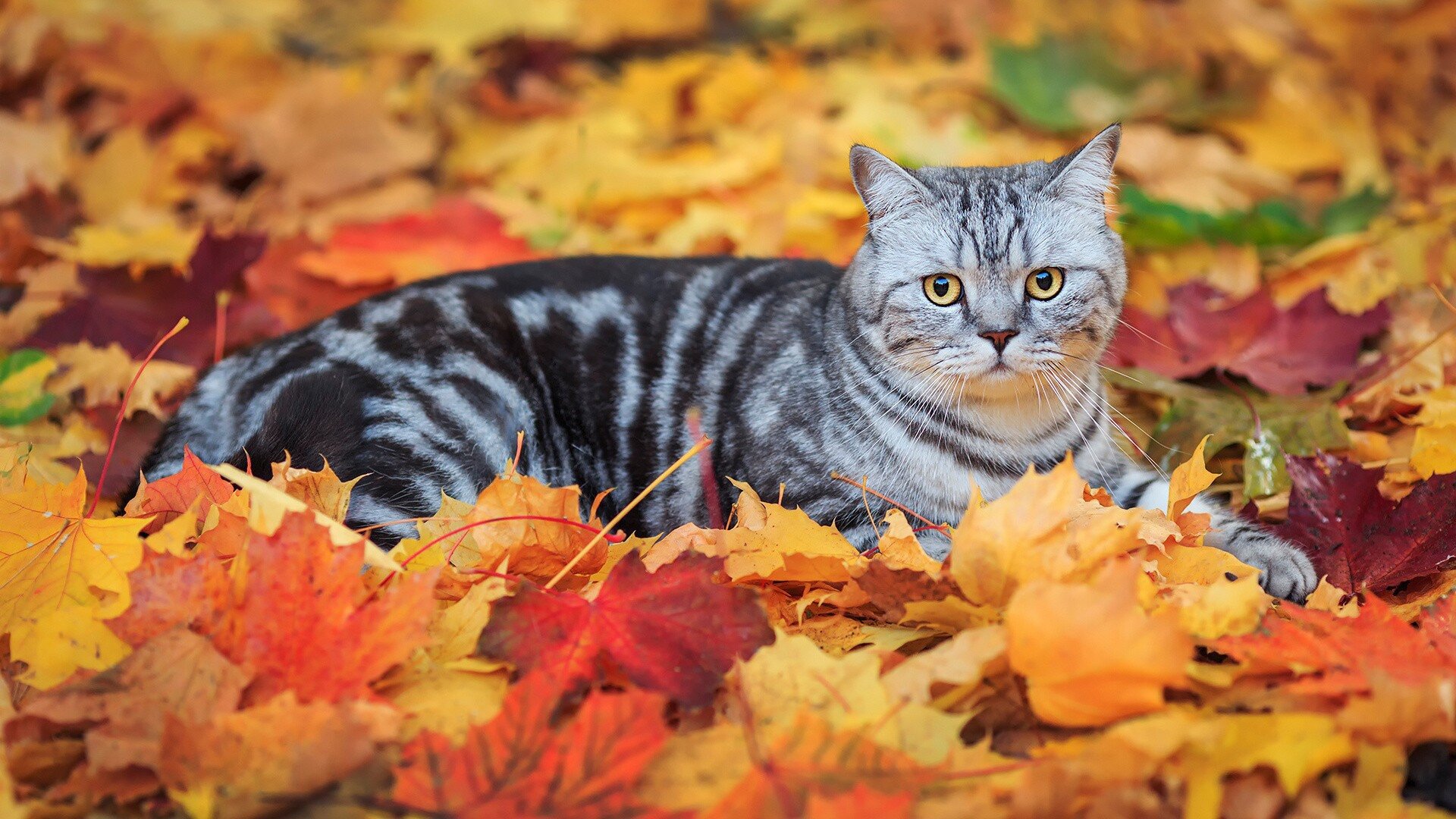 Cat lying on fallen leaves HD Wallpapers photo