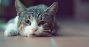 Cat lying on the floor HD Wallpapers