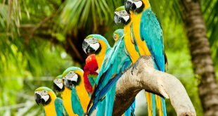 Colourful Parrots Wallpapers