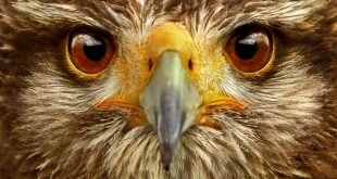 Eagle Close Up Wallpapers