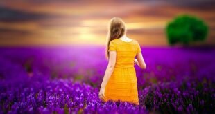 Girl in Lavender Field Cool Wallpaper