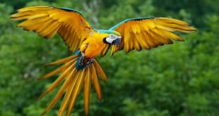 Parrot Flying Wallpapers