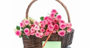Pink Flower Basket Wallpapers