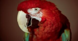 Red Parrot Wallpapers