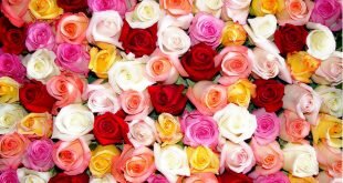 Rose Color Beautiful Flowers Wallpaper