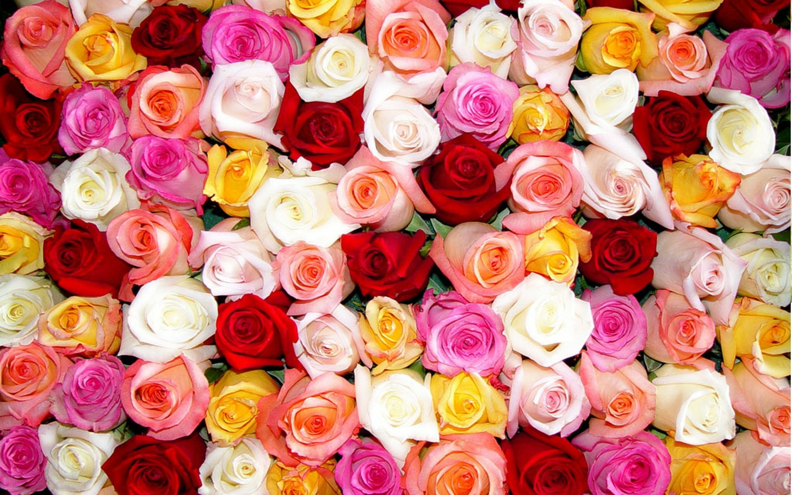 Rose Color Beautiful Flowers Wallpaper photo