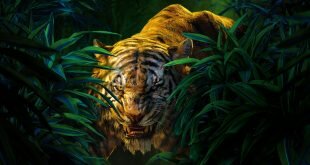 Shere Khan Jungle Book Wallpaper