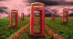 Telephone Booth in Red Flowers Field