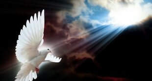 White Dove Wings Wallpapers