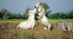 Fight horses HD Wallpapers