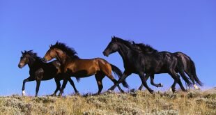Four horses HD Wallpapers