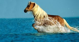 Ginger horse HD Wallpapers