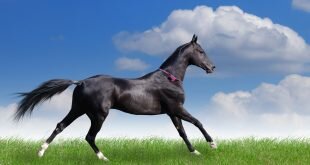 Graceful horse HD Wallpapers