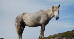 Gray horse HD Wallpapers