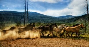 Herd of horses Dast HD Wallpapers