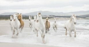 Herd of horses on the shore HD Wallpapers