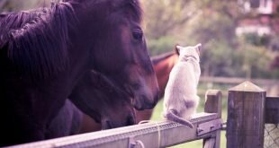 Horse and cat HD Wallpapers