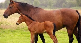Horse and foal HD Wallpapers