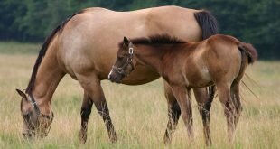Horse and foal in a pasture HD Wallpapers