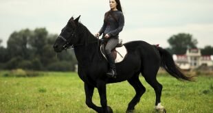 Horse and rider HD Wallpapers