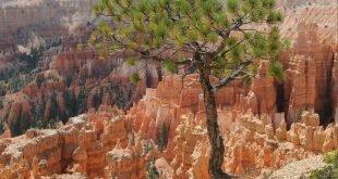 Tree against the canyon Bruce Wallpaper